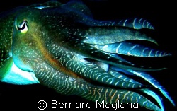 SCARY? by Bernard Maglana 